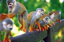 floresta-amazonica3 floresta-amazonica3