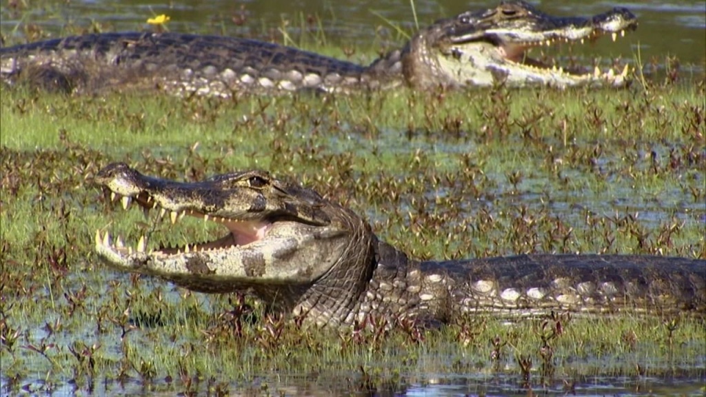 pantanal3